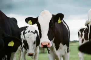 dairy-sector1