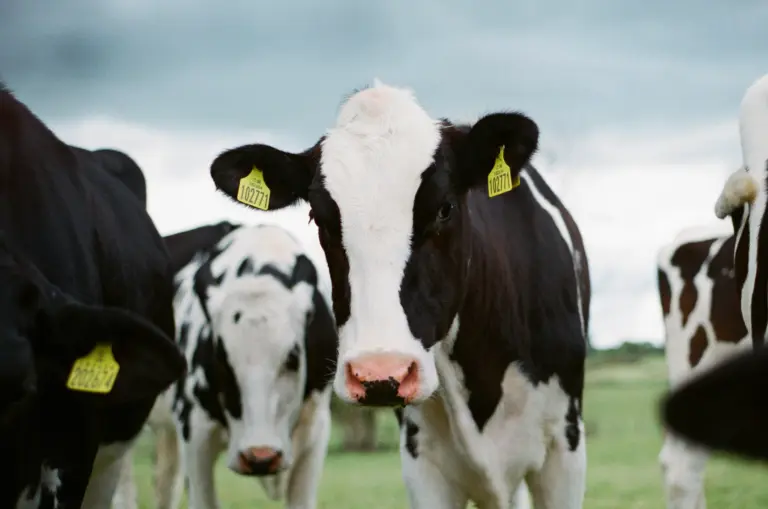 dairy-sector1