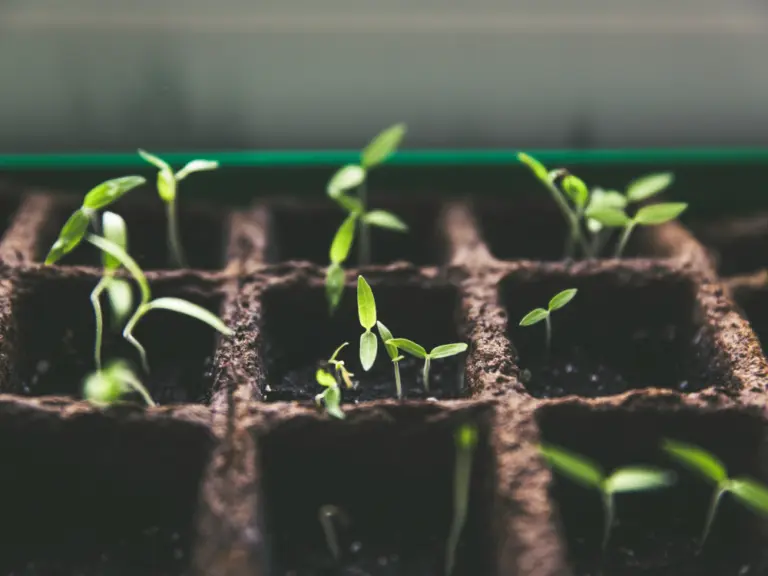 Earnings season analysis - Seed Breeding Q4 2025 - Valona Intelligence