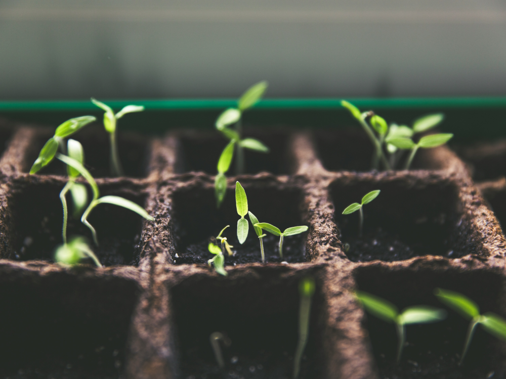 Earnings season analysis - Seed Breeding Q4 2025 - Valona Intelligence